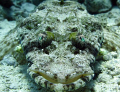   Faron island Gulf Aqaba Egypt.Crocodile Flathead Crocodile fishThis was gazing me took his picture wasnt until after id looked shot noticed hypnotic eyes. What beautiful creature. Egypt. Egypt eyes creature  